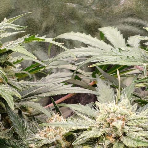 RQS Wedding Cake Auto  growlog timeline photo