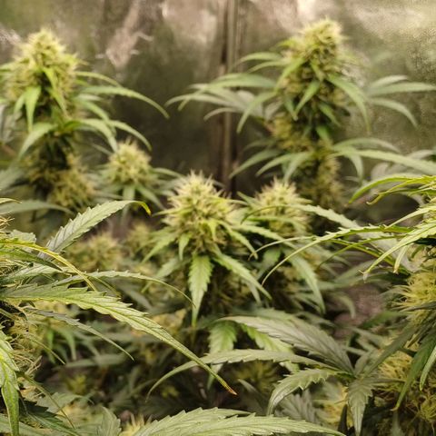 RQS Apple Fritter Auto  growlog timeline photo