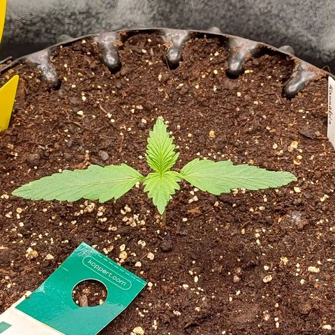 Kannabia Lemon Haze Auto growlog timeline photo