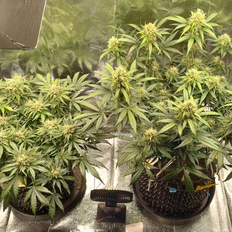 RQS Apple Fritter Auto  growlog timeline photo