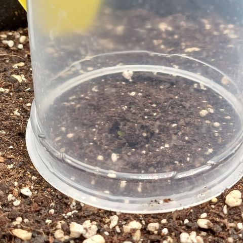 BF Lemon Haze Auto  growlog timeline photo