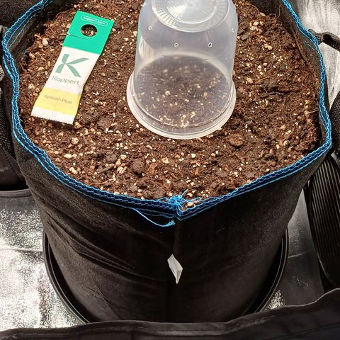 PI Mimosa Cake Auto growlog timeline photo