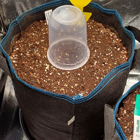 BF Lemon Haze Auto  growlog timeline photo