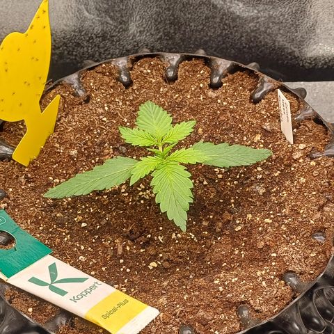 Kannabia Lemon Haze Auto growlog timeline photo