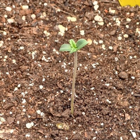 BF Lemon Haze Auto  growlog timeline photo