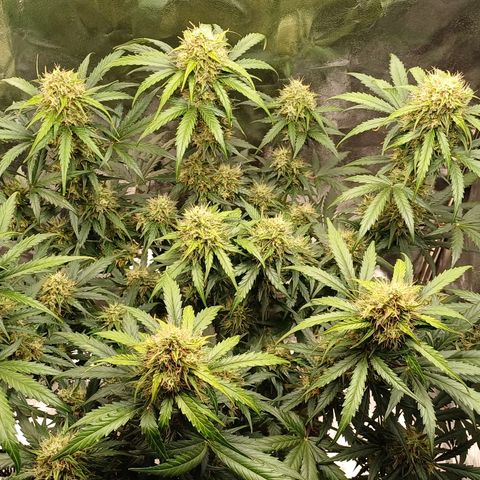 RQS Apple Fritter Auto  growlog timeline photo
