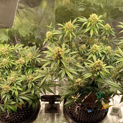 RQS Apple Fritter Auto  growlog timeline photo