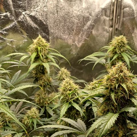 RQS Apple Fritter Auto  growlog timeline photo