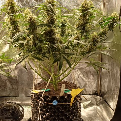 RQS Apple Fritter Auto  growlog timeline photo