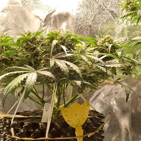 RQS Wedding Cake Auto  growlog timeline photo