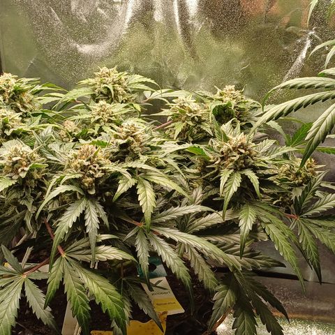 RQS Wedding Cake Auto  growlog timeline photo