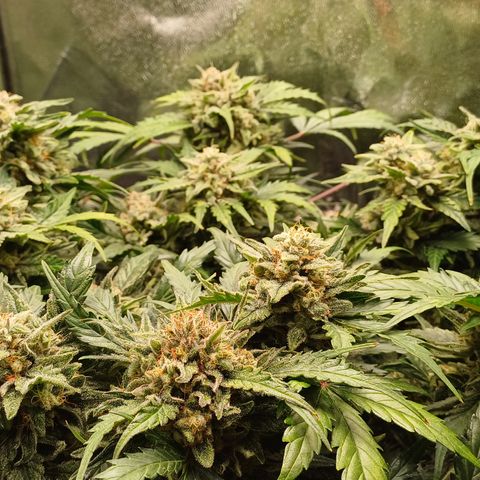 RQS Wedding Cake Auto  growlog timeline photo