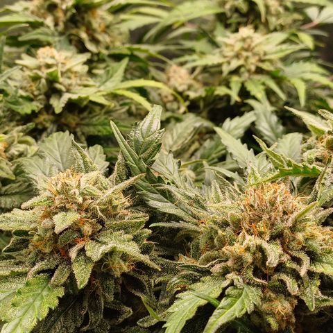 RQS Wedding Cake Auto  growlog timeline photo