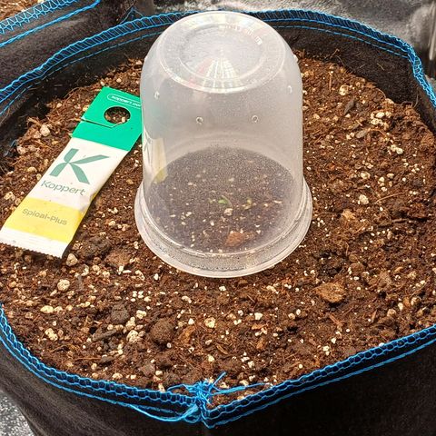 PI Mimosa Cake Auto growlog timeline photo