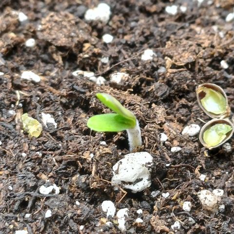 PI Mimosa Cake Auto growlog timeline photo