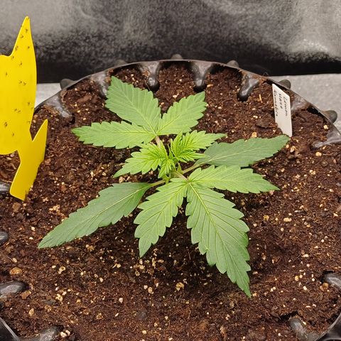 Kannabia Lemon Haze Auto growlog timeline photo