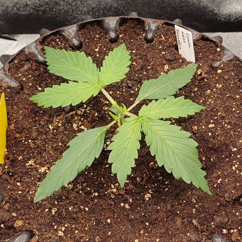 Kannabia Lemon Haze Auto growlog timeline photo