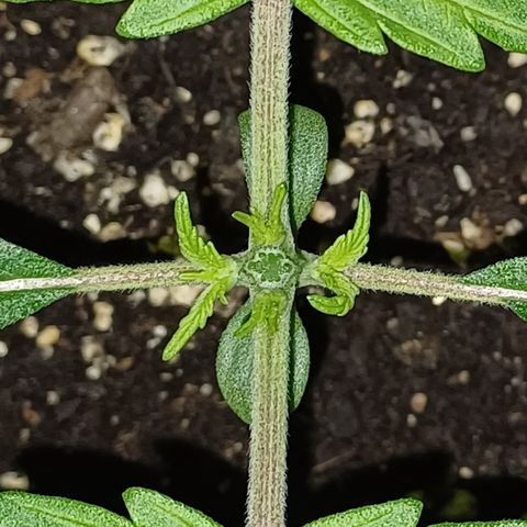 Kannabia Lemon Haze Auto growlog timeline photo