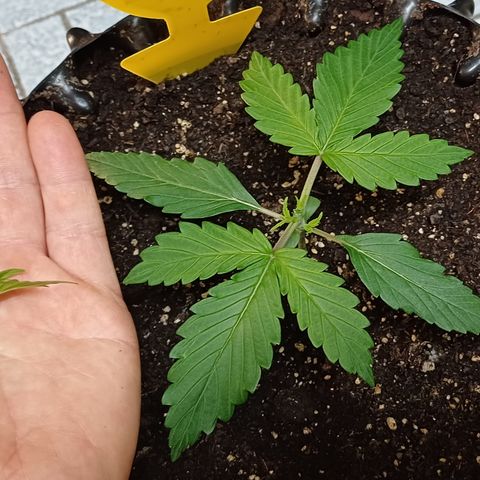 Kannabia Lemon Haze Auto growlog timeline photo