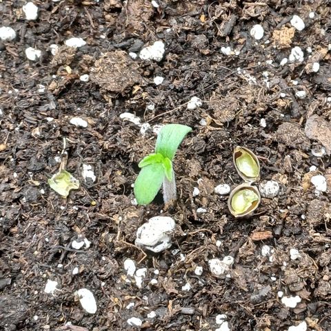 PI Mimosa Cake Auto growlog timeline photo