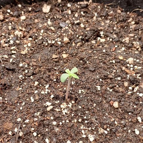 PI Mimosa Cake Auto growlog timeline photo
