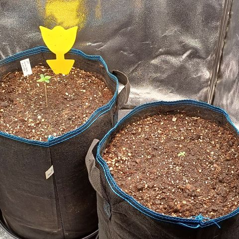 BF Lemon Haze Auto  growlog timeline photo