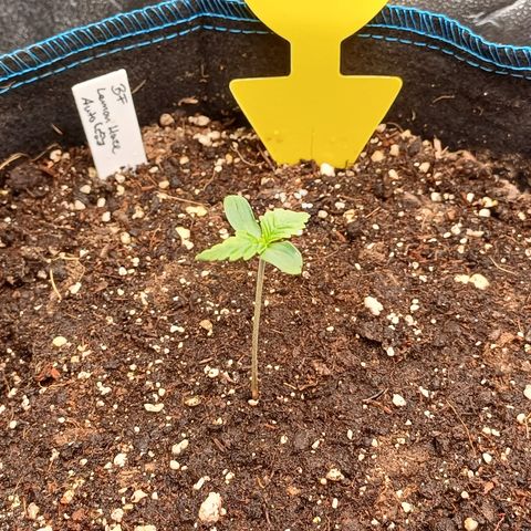 BF Lemon Haze Auto  growlog timeline photo