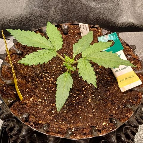 Kannabia Lemon Haze Auto growlog timeline photo