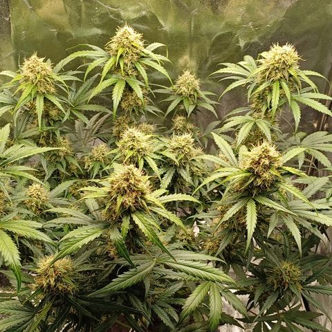 RQS Apple Fritter Auto  growlog timeline photo