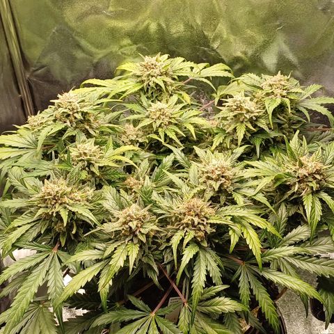 RQS Wedding Cake Auto  growlog timeline photo