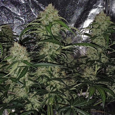 RQS Apple Fritter Auto  growlog timeline photo
