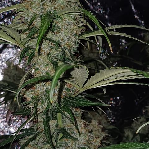 RQS Apple Fritter Auto  growlog timeline photo