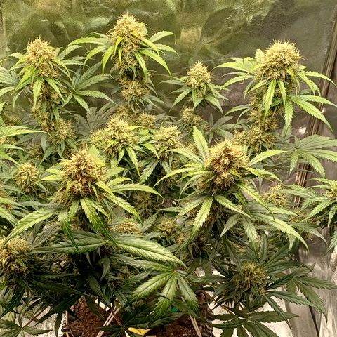 RQS Apple Fritter Auto  growlog timeline photo