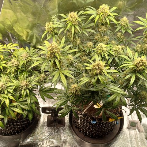 RQS Apple Fritter Auto  growlog timeline photo