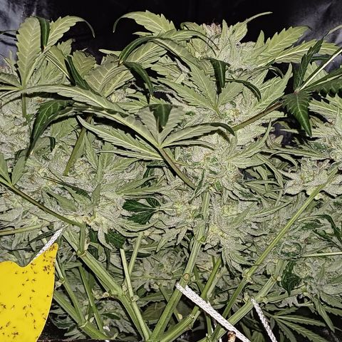 RQS Wedding Cake Auto  growlog timeline photo