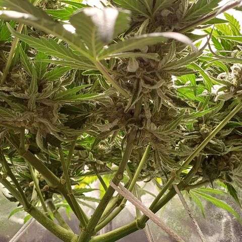 RQS Wedding Cake Auto  growlog timeline photo