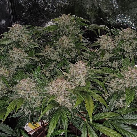 RQS Wedding Cake Auto  growlog timeline photo