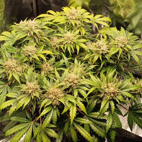 RQS Wedding Cake Auto  growlog timeline photo