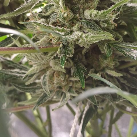RQS Wedding Cake Auto  growlog timeline photo