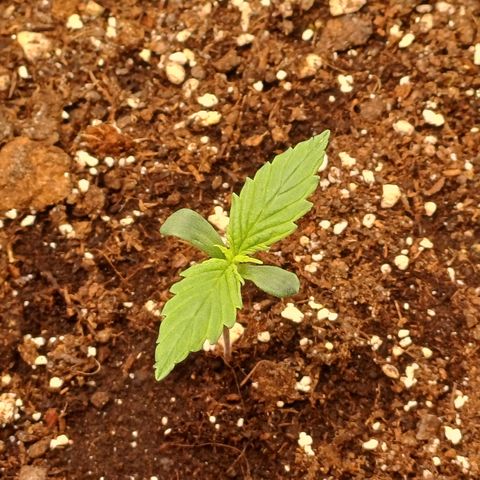 PI Mimosa Cake Auto growlog timeline photo