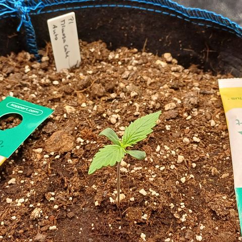 PI Mimosa Cake Auto growlog timeline photo