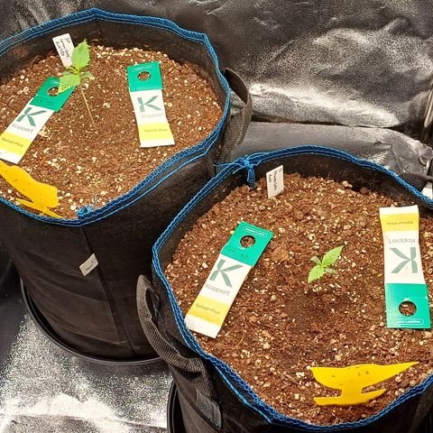 PI Mimosa Cake Auto growlog timeline photo
