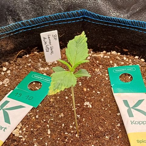 BF Lemon Haze Auto  growlog timeline photo