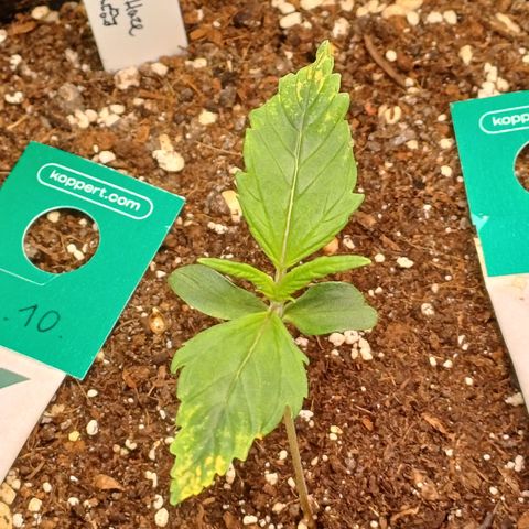 BF Lemon Haze Auto  growlog timeline photo