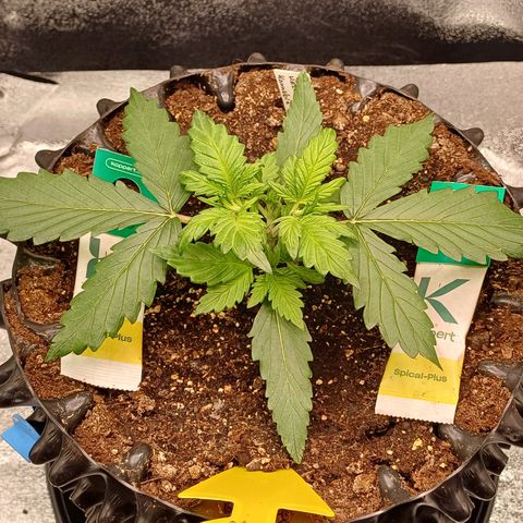 Kannabia Lemon Haze Auto growlog timeline photo