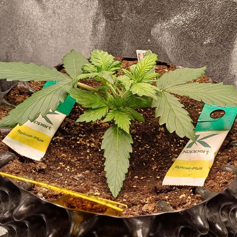 Kannabia Lemon Haze Auto growlog timeline photo