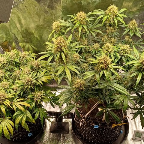 RQS Apple Fritter Auto  growlog timeline photo