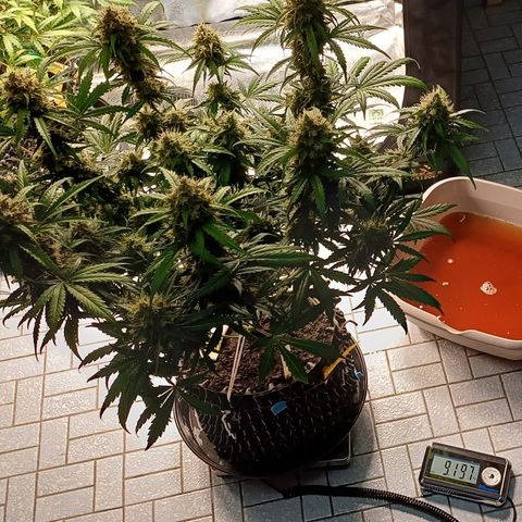RQS Apple Fritter Auto  growlog timeline photo