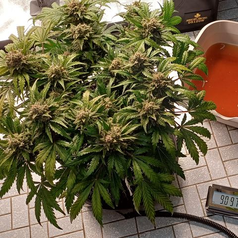 RQS Wedding Cake Auto  growlog timeline photo