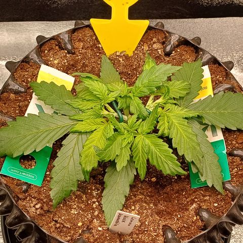 Kannabia Lemon Haze Auto growlog timeline photo